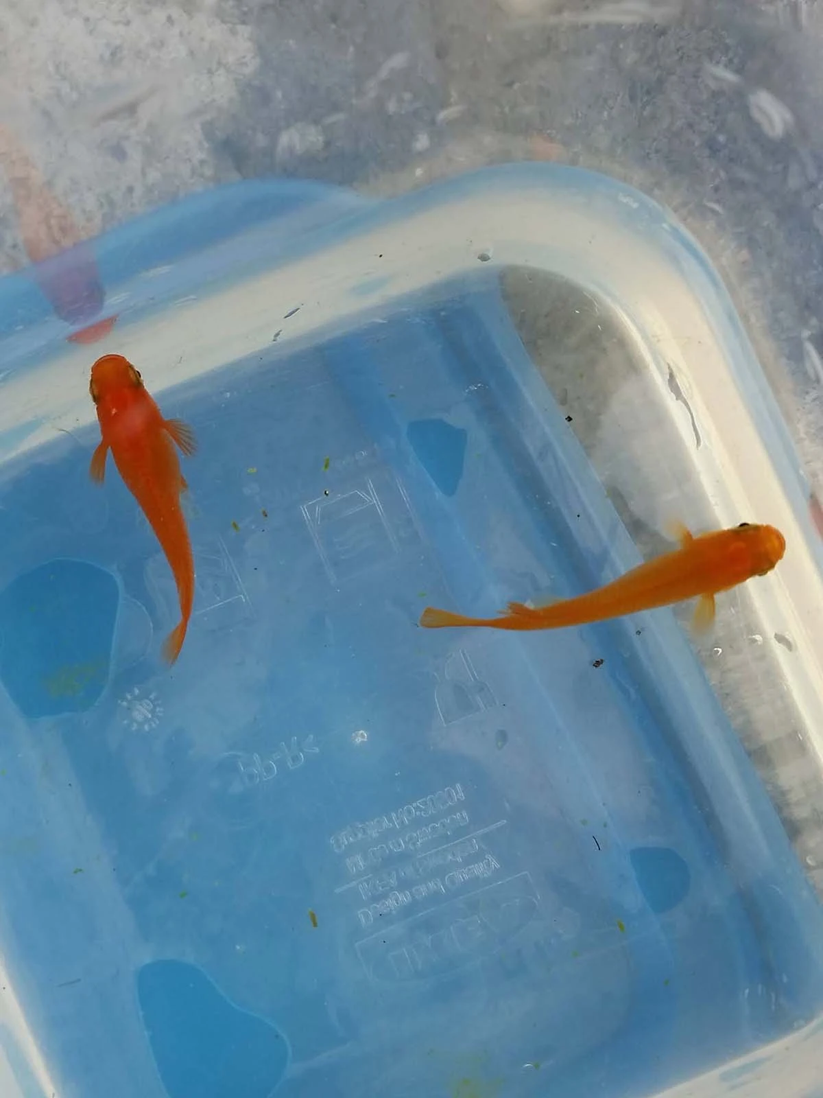 Foto di Red King (Koutei - 紅帝)