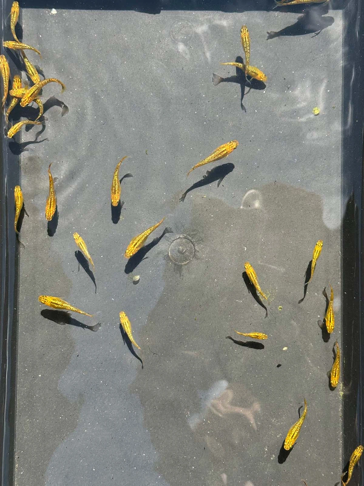 Foto di Reckless (Lecris - レクリス)