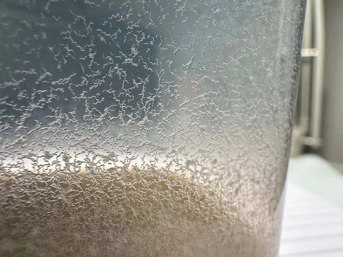 cibo vivo microworms per medaka