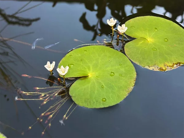 approfondimenti Medakando