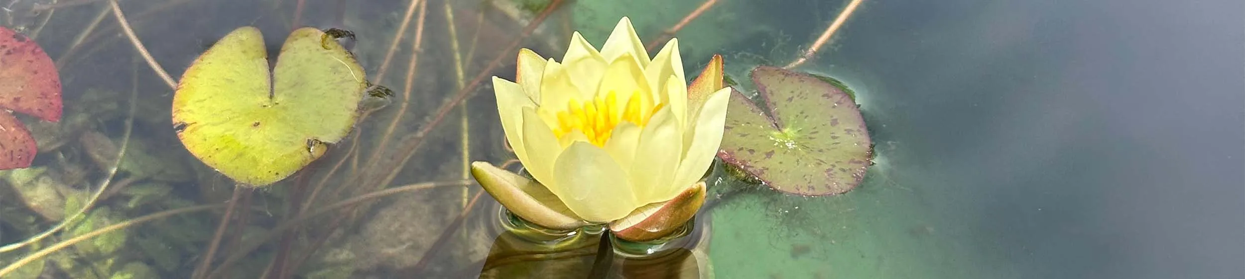 Roberto con in mano una vasca piena di Medaka