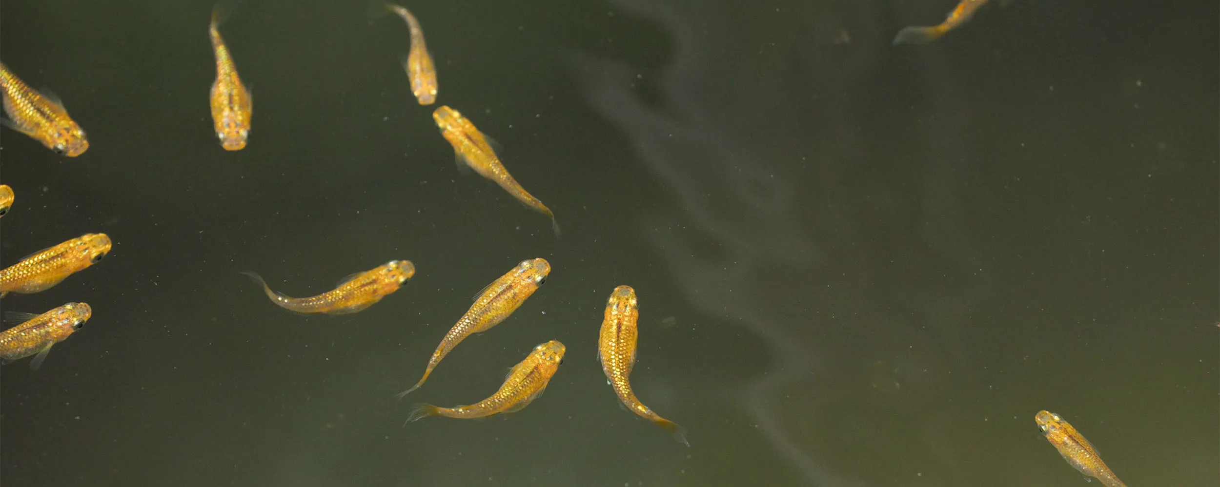 Medakando: Allevamento Naturale di Medaka e Minipond