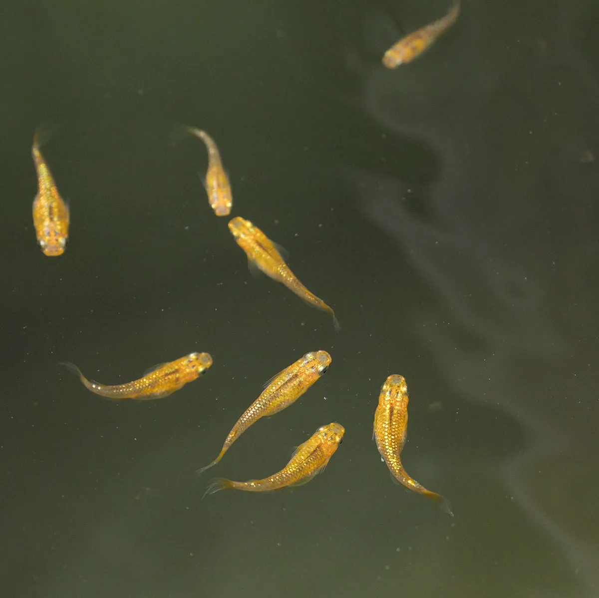 Medakando: Allevamento Naturale di Medaka e Minipond