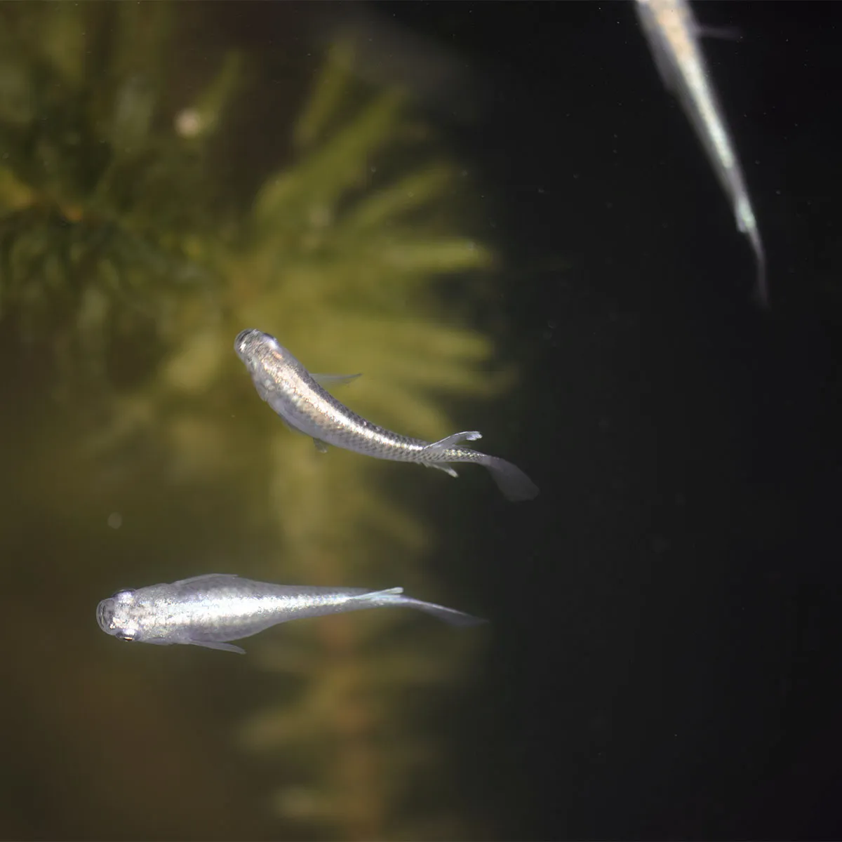 Immagine hero di White Miyuki