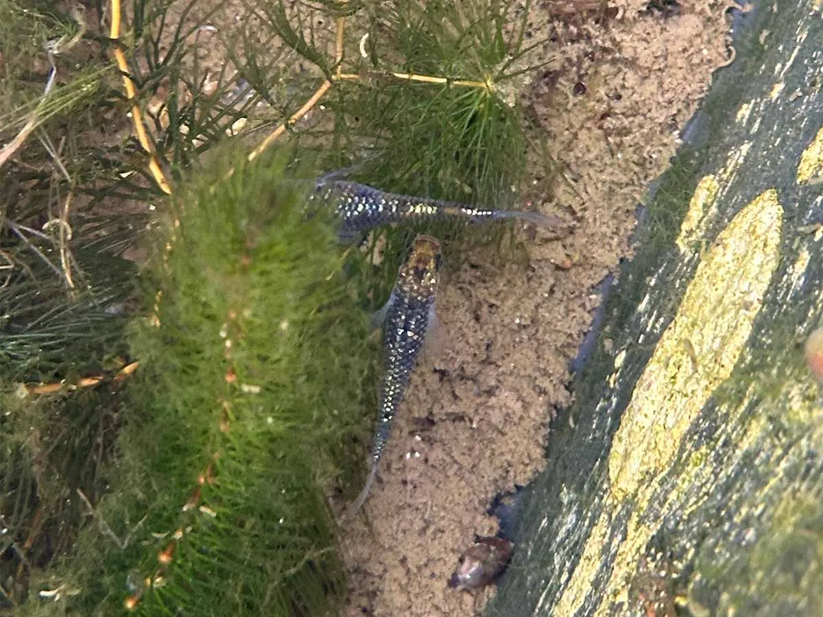 due medaka in inverno