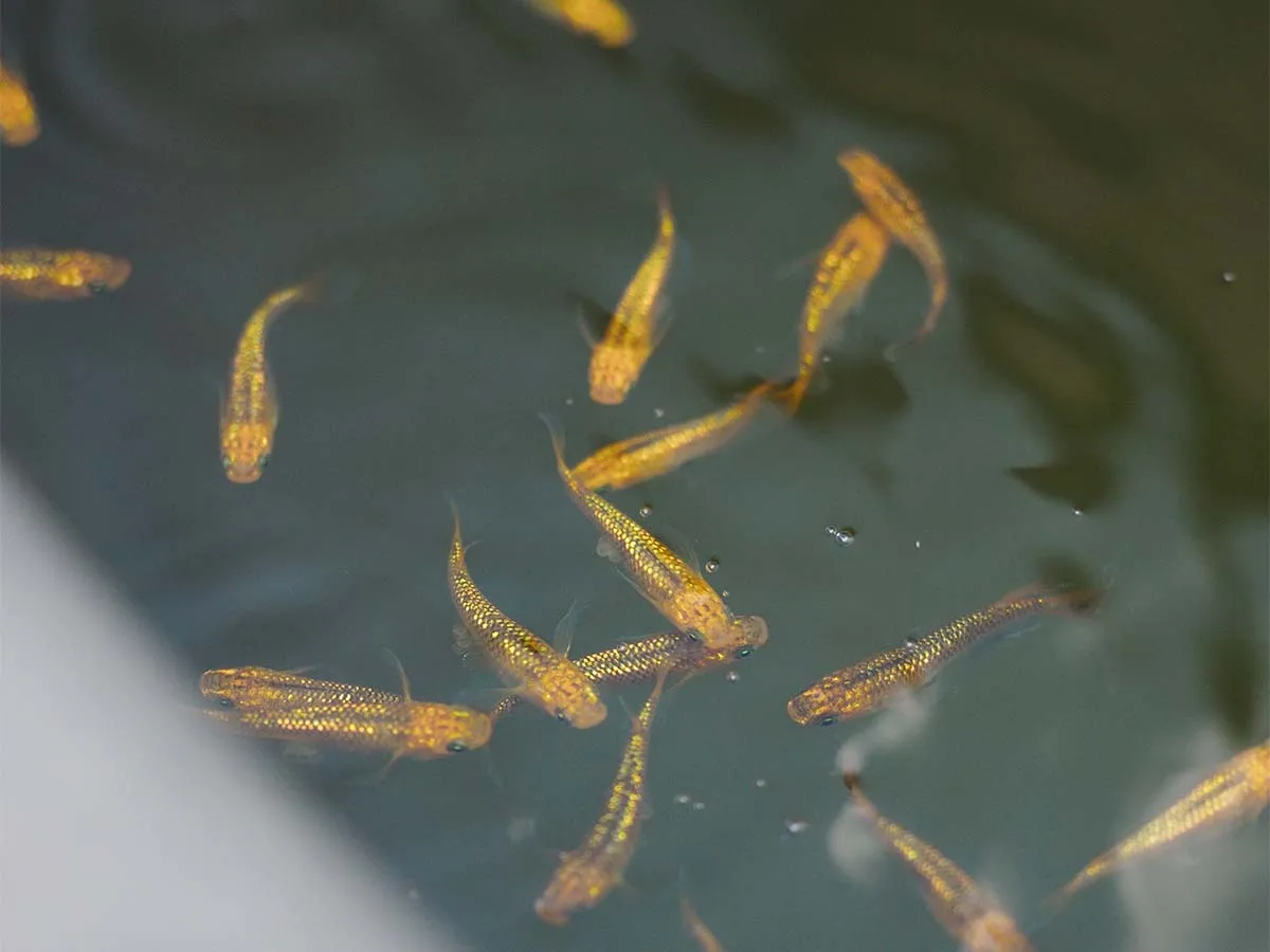 Medaka in primo piano