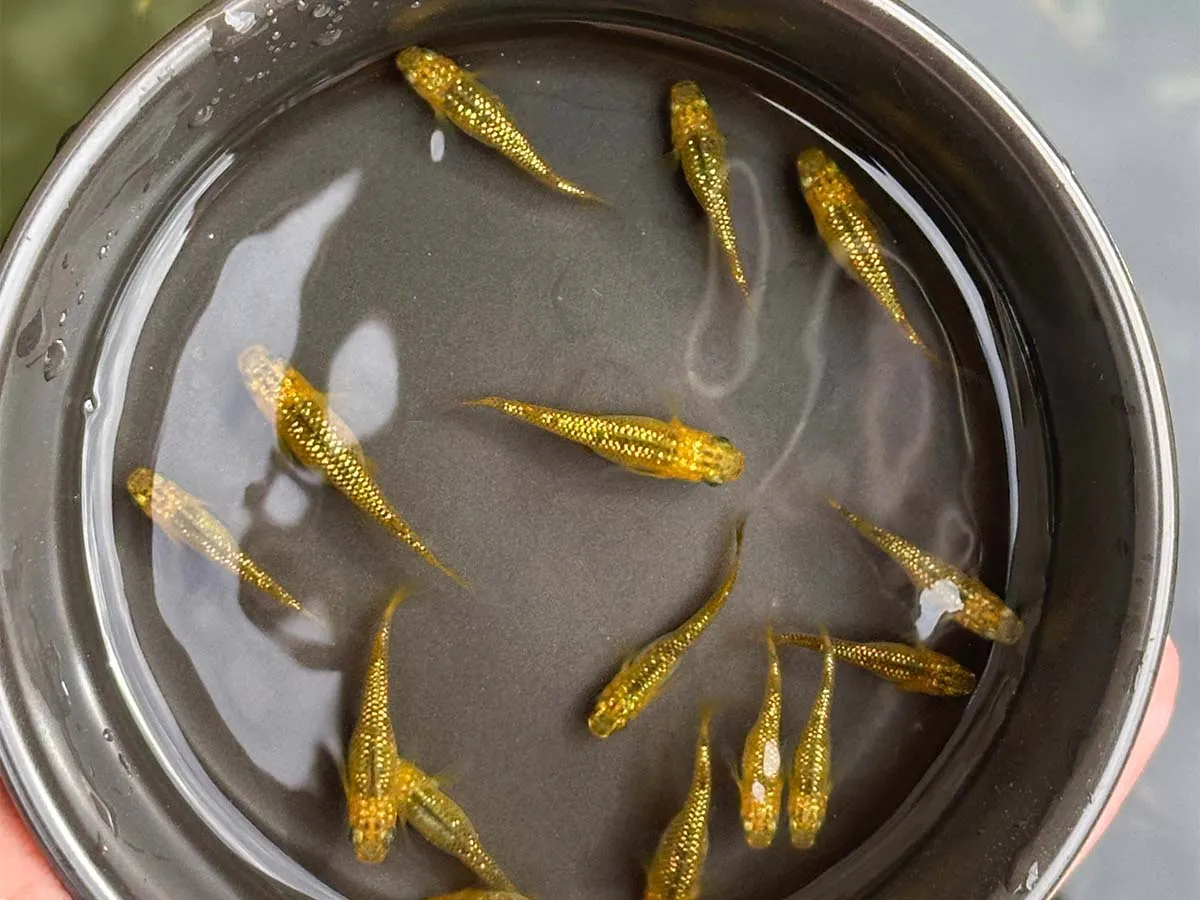 Alcuni medaka reckless