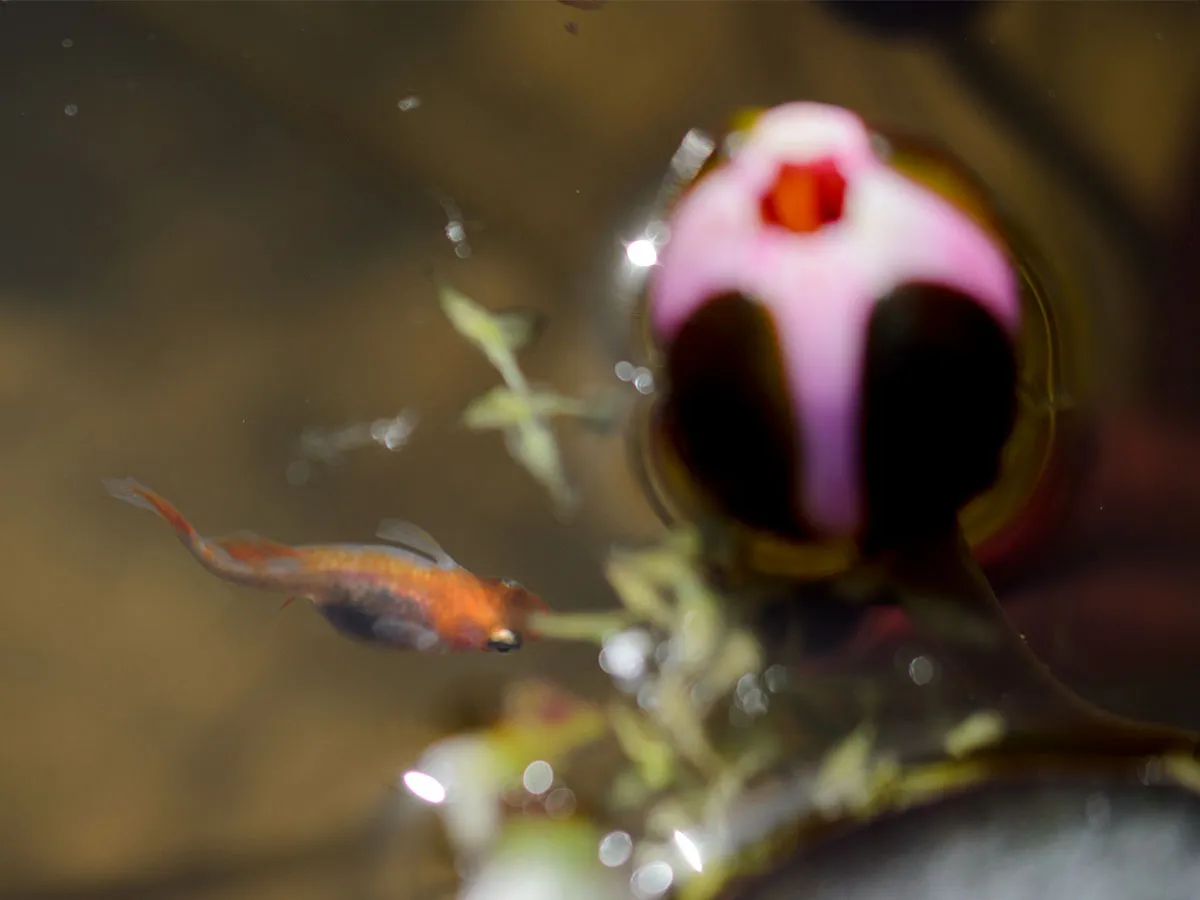 Un medaka e una ninfea in un minipond