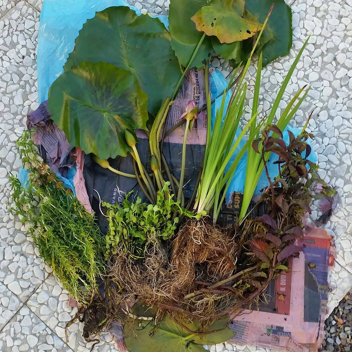 Delle piante acquatiche