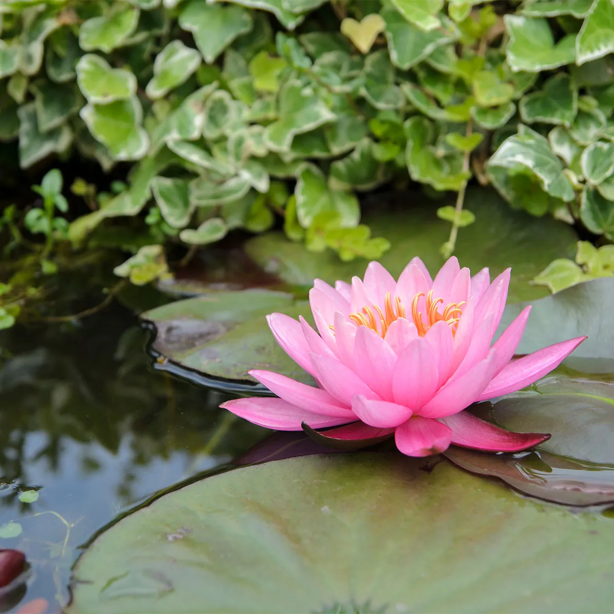 Minipond con ninfee e piante acquatiche