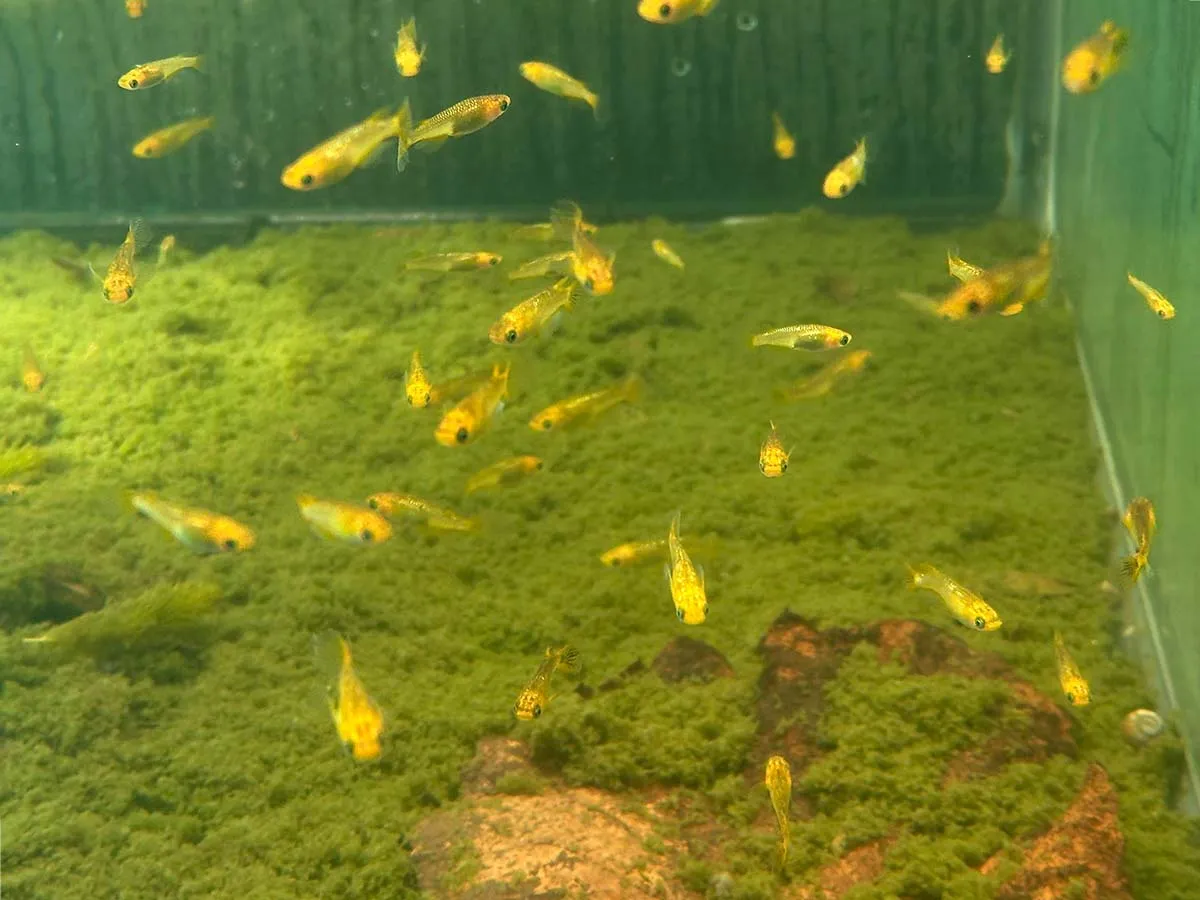 pulizia del fondo del minipond