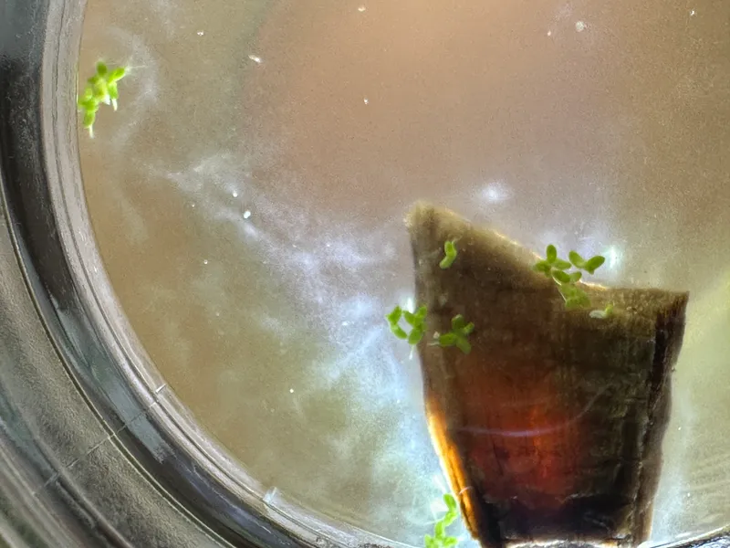 infusori in un barattolo